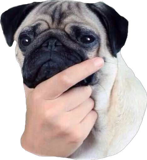 animal mammal dog breed