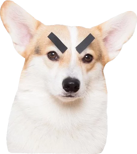 животное млекопитающее домашнее животное