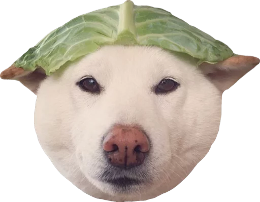 собака млекопитающее Белый