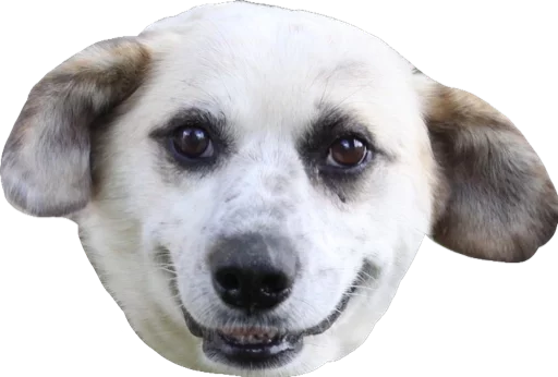 животное млекопитающее порода собак