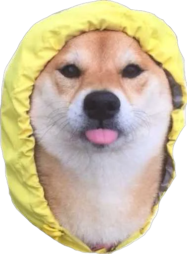 домашнее животное порода собак собака