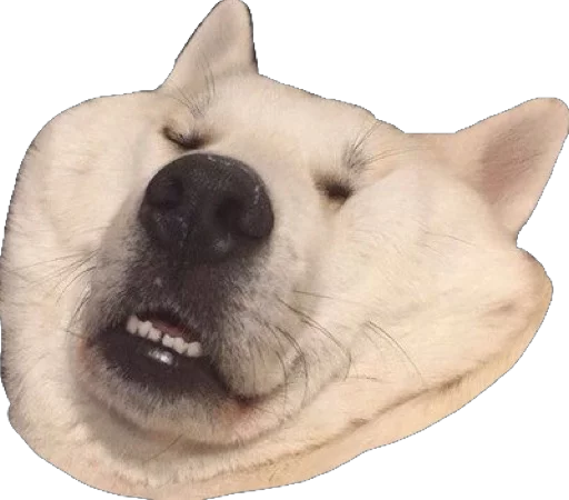 животное млекопитающее рыло