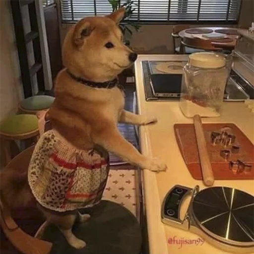 animal indoor mammal