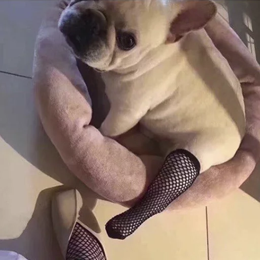 домашнее животное комнатный порода собак