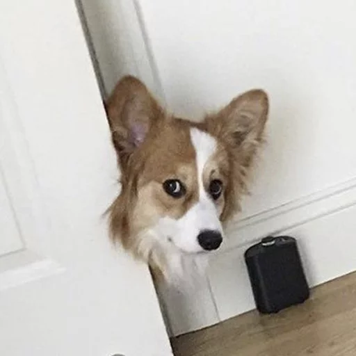 pet animal dog breed