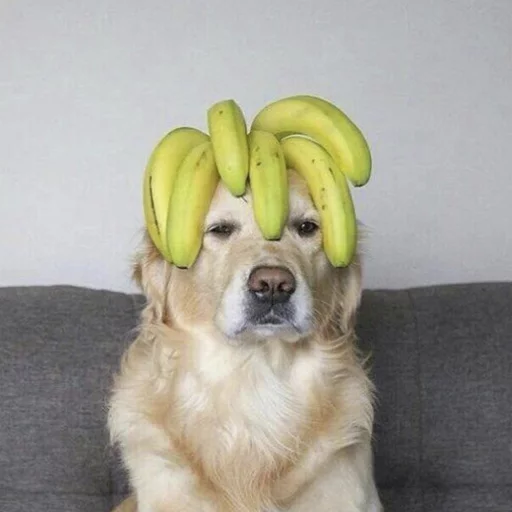 animal dog breed pet