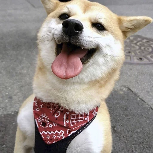 животное млекопитающее порода собак