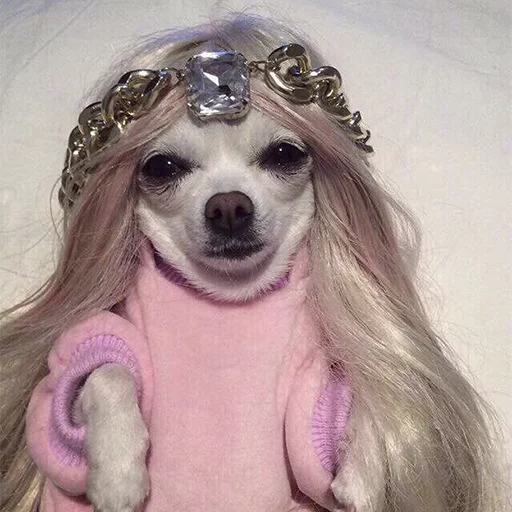 animal dog breed dog