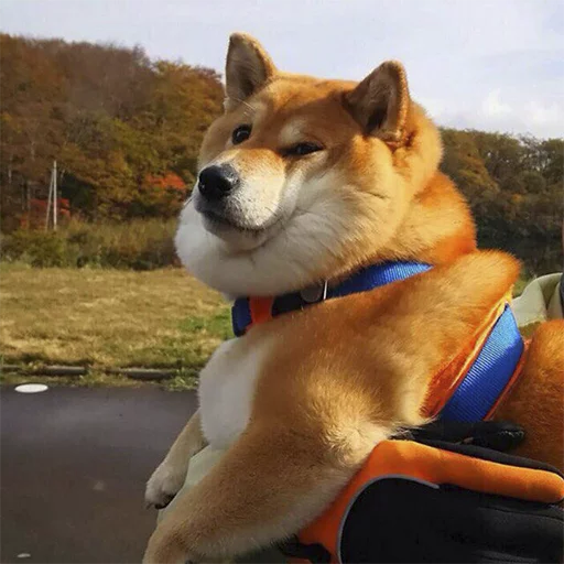 животное млекопитающее на открытом воздухе