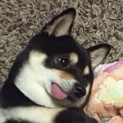 домашнее животное животное порода собак