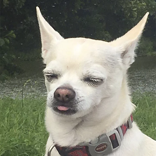 животное млекопитающее на открытом воздухе