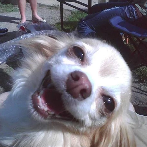 порода собак домашнее животное животное