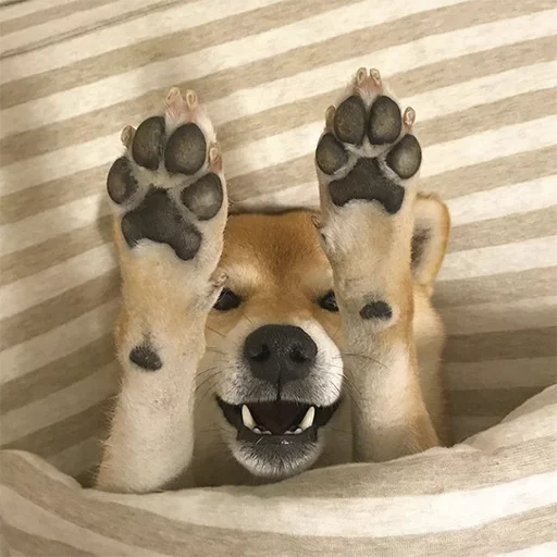 млекопитающее животное собака