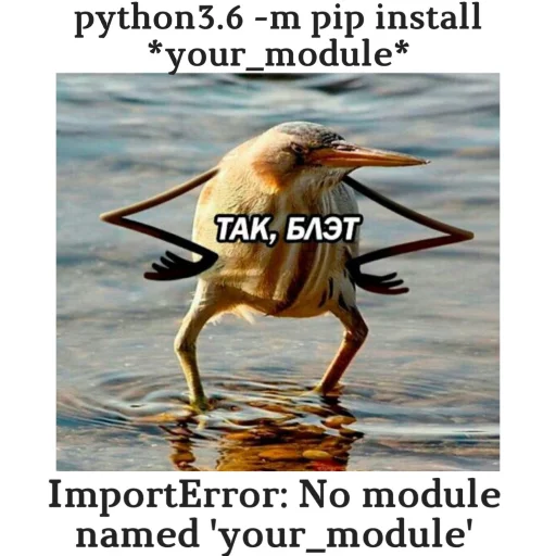 python memes - СМС