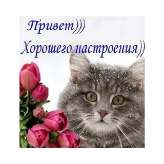 Стикер Больше стикеров: @sticerru - 4