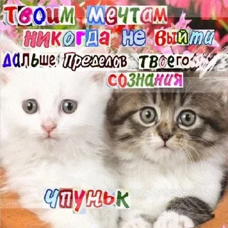 Стикер Больше стикеров: @sticerru - 10