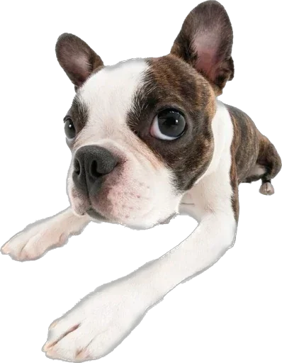 Стикер qDpnHjhgLdHzioV_by_stickers_stealer_bot - 1