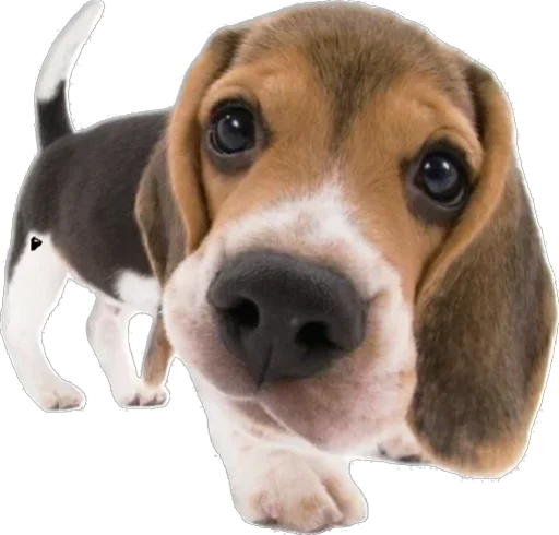 Sticker qDpnHjhgLdHzioV_by_stickers_stealer_bot - 1