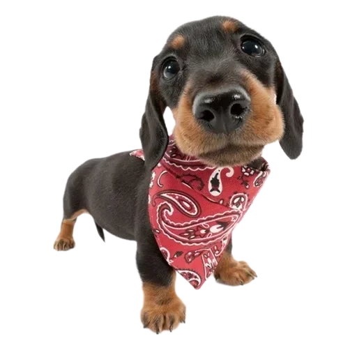 Sticker qDpnHjhgLdHzioV_by_stickers_stealer_bot - 1