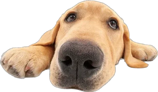 Sticker qDpnHjhgLdHzioV_by_stickers_stealer_bot - 1