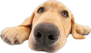 Sticker Больше стикеров 👉🏻 @stickertg4 - 0