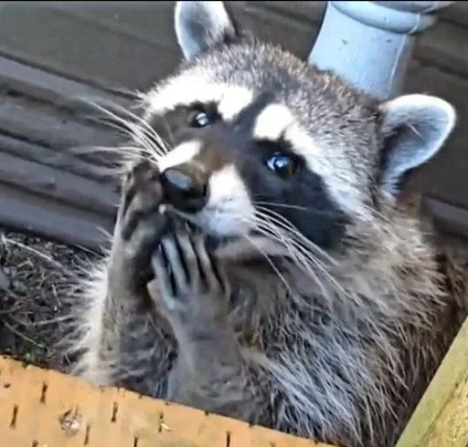 Стикер qFNyRrahmw_by_WmojiBot - 1