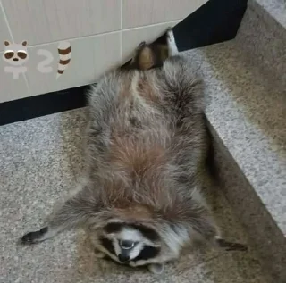 Стикер Стикеры тут 👉 @Femoji - 4