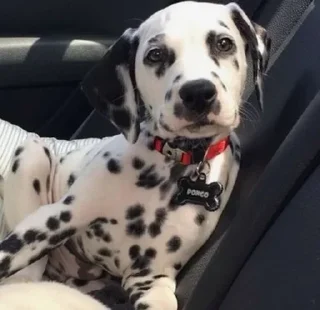 Sticker Больше стиков тут: @stikery4 - 10