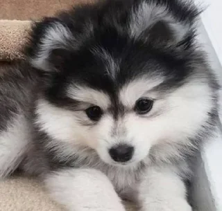 Sticker Больше стиков тут: @stikery4 - 6