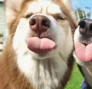 Sticker Больше стиков тут: @stikery4 - 0