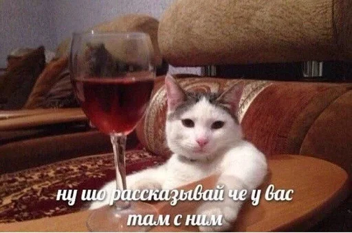 indoor small to medium-sized cats felidae