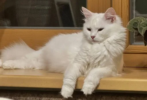 Sticker qskqiw_by_GoStikers_bot - 1