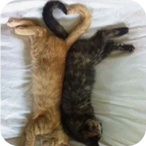 Sticker qtLDxue_by_achestickbot - 1