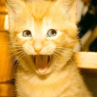 Стикер quality is fine - 0