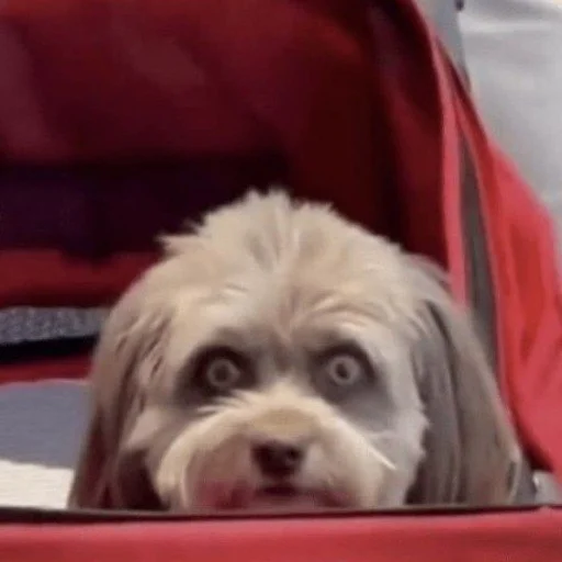 dog breed pet terrier