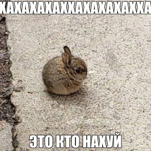 Sticker quarrgelli - 1