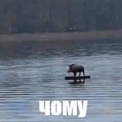 Sticker quarrgelli - 1