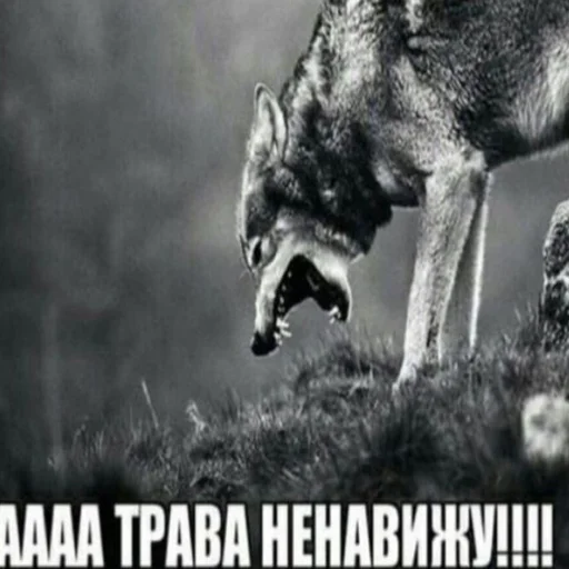 Sticker quarrgelli - 1