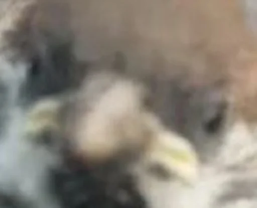 animal bird of prey bird