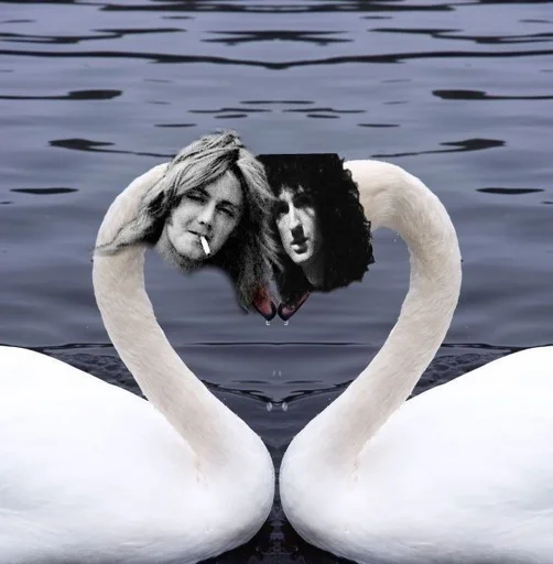 aquatic bird swan animal