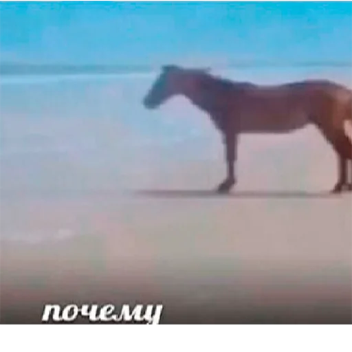 животное лошадь млекопитающее