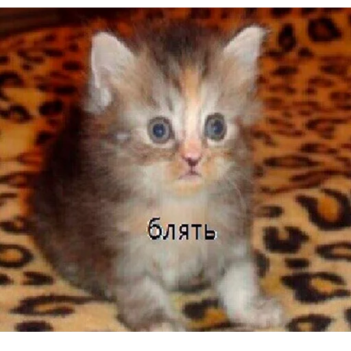 кошка животное млекопитающее