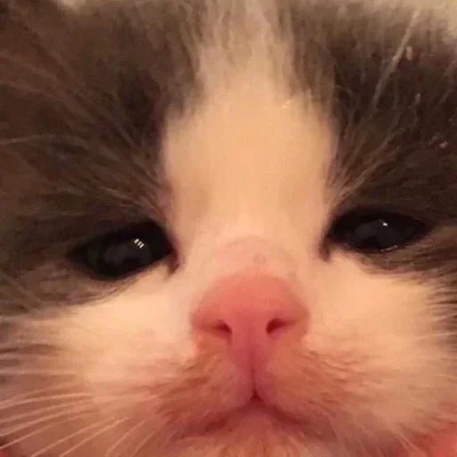 Sticker qweasdenjoyer - 1