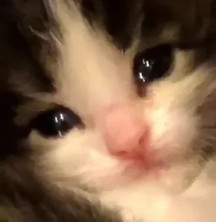 Sticker я гений - 1