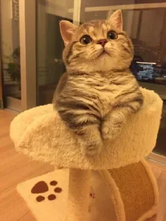 Стикер Больше стикеров 👉🏻 @stickertg4 - 1