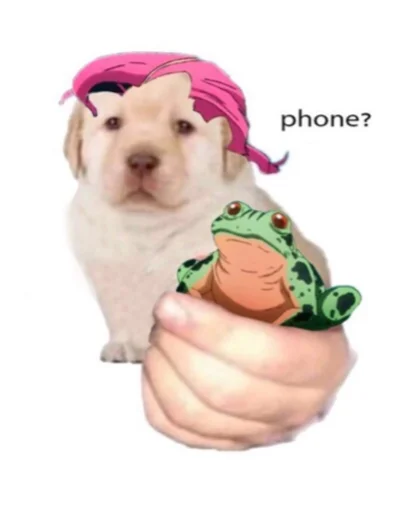 pet dog breed mammal