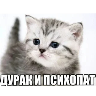 Стикер Больше стиков тут: @stikery4 - 11