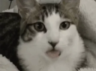 Стикер Самые ах*енные стикеры - @AniPics_bot - 6