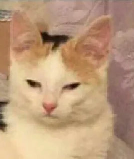 Стикер Самые ах*енные стикеры - @AniPics_bot - 11