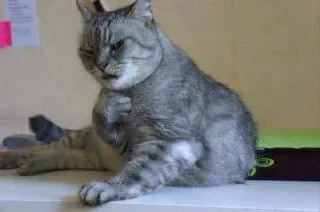 Стикер Самые ах*енные стикеры - @AniPics_bot - 8